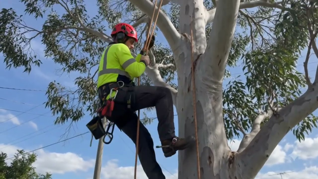 Why Melbourne Arborist Services Are Essential for Healthy Trees and Safer Landscapes Why Melbourne Arborist Services Are Essential for Healthy Trees and Safer Landscapes